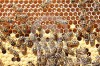 travail-des-abeilles-dans-la-ruche-.jpg